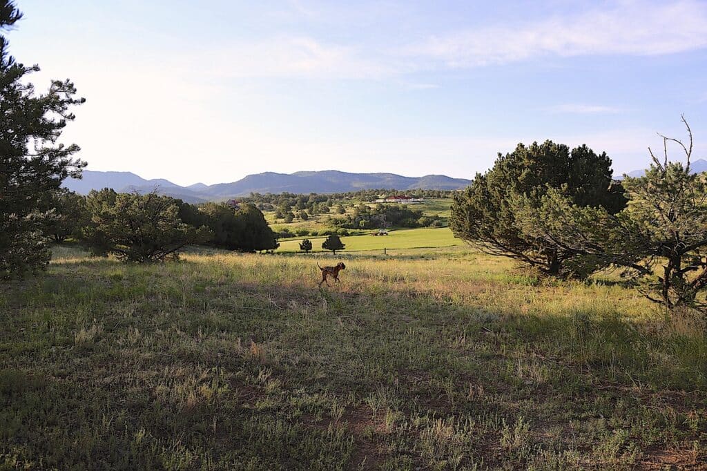 colorado, countryside, vizsla, summer, sightseeing, farm, mountains, landscape, nature, america, scenic